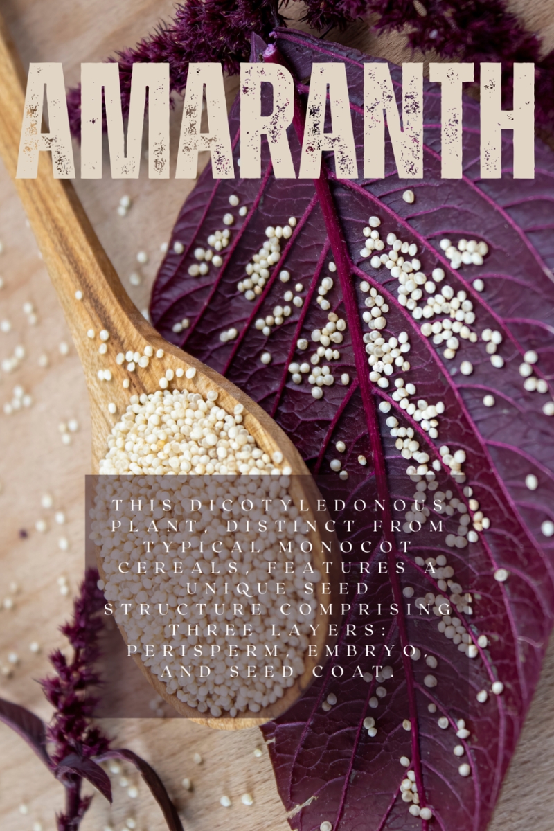 A spoon of amaranth, showcasing its rich antioxidants, fiber, and protein content, highlighting its superfood status.