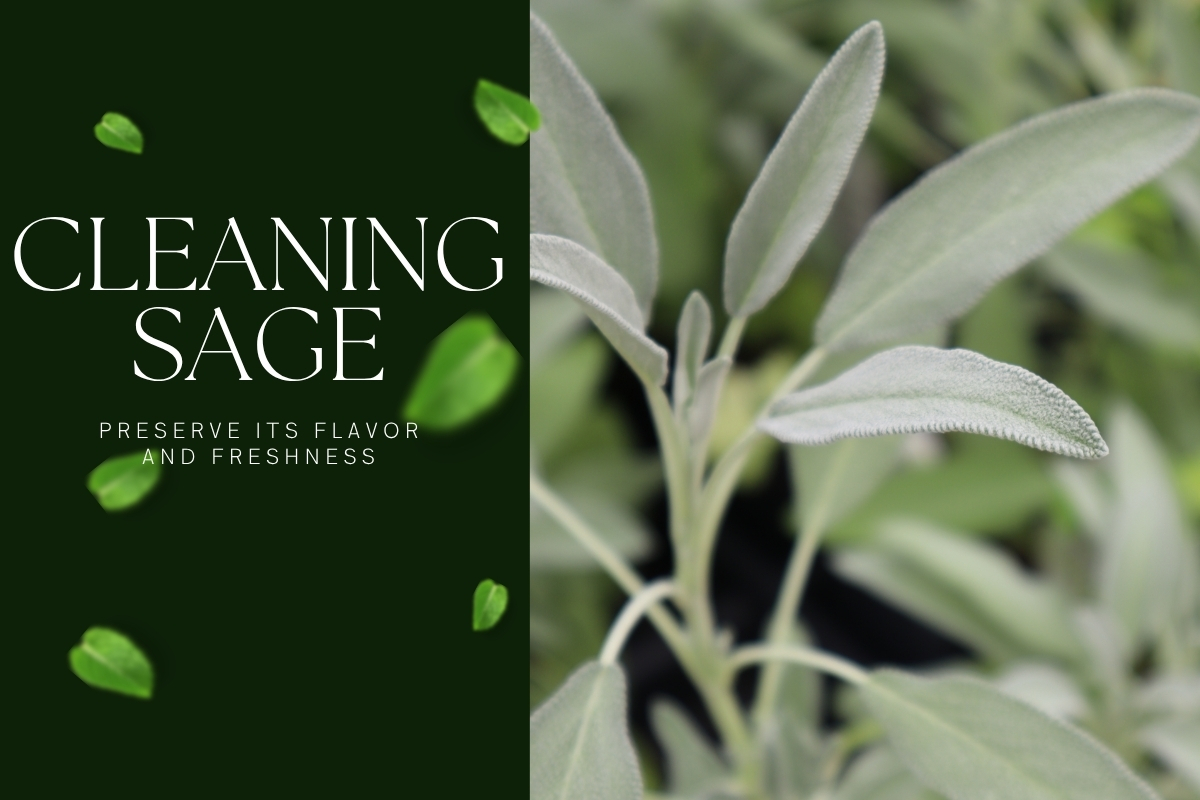 Cleaning fresh sage, illustrating its benefits and providing guidance on how to properly prepare it for use.