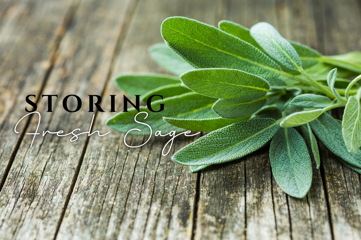 Fresh sage leaves, ideal for preserving herbs.