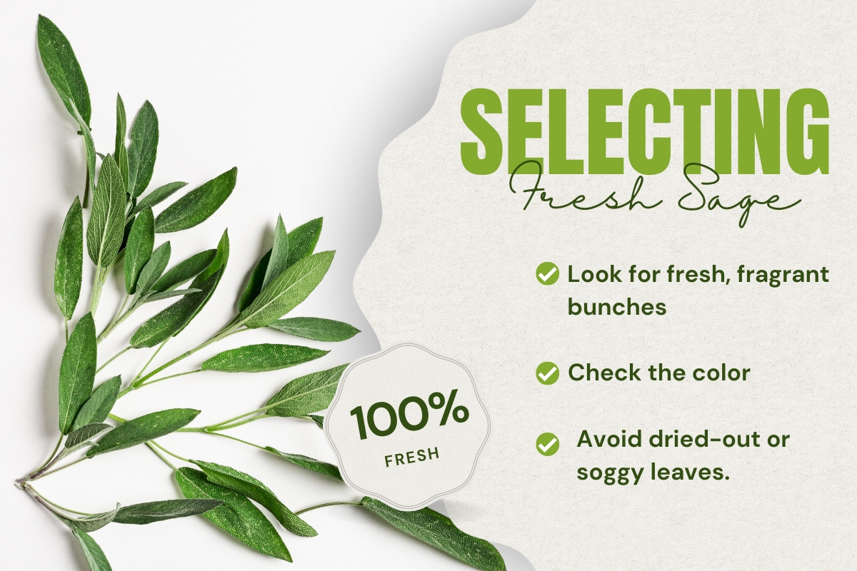 Fresh-cut olive branch being selected, with fresh sage visible nearby, highlighting a selection of herbs.